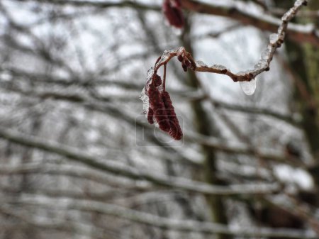 Téléchargez les photos : Buds congelés toujours sur la branche en janvier - en image libre de droit