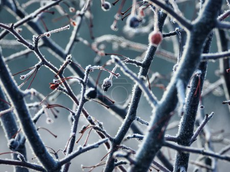 Téléchargez les photos : Baies congelées toujours sur les branches un jour d'hiver - en image libre de droit