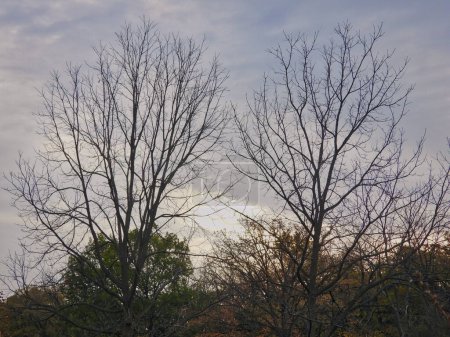Téléchargez les photos : Automne dans le parc : Mélange d'arbres de couleur automnale avec des feuilles jaunes, orange, vertes et rouges et des conifères dans ce paysage panoramique de l'automne dans le parc - en image libre de droit