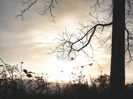 Téléchargez les photos : Rétroéclairage du lever du soleil Arbre sans feuilles à l'automne - en image libre de droit