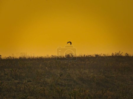 Téléchargez les photos : La Buse vole dans le ciel jaune au lever du soleil dans les Prairies à l'automne - en image libre de droit