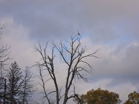 Téléchargez les photos : La Buse à queue rousse s'envole d'un arbre un jour d'automne - en image libre de droit