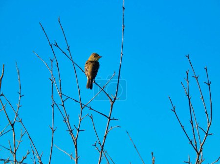 Téléchargez les photos : Oiseau Phoebe de l'Est sur une branche un jour d'été - en image libre de droit