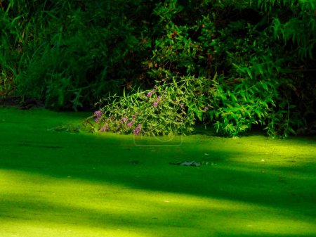 Téléchargez les photos : Fleurs violettes fanées dans l'étang couvert de canard un jour d'été - en image libre de droit