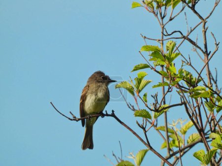 Téléchargez les photos : Moucherolle saule oiseau perché dans un arbre un jour d'été - en image libre de droit