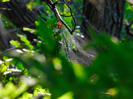 Téléchargez les photos : La toile d'araignée parmi les branches d'arbres sous le soleil d'été - en image libre de droit