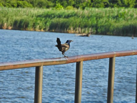 Téléchargez les photos : Grackle Bird est assis sur un rail métallique avec le lac en arrière-plan un jour d'été - en image libre de droit