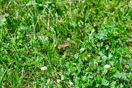 Téléchargez les photos : Croissant perle papillon dans l'herbe sur la prairie un jour d'été - en image libre de droit