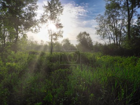 Téléchargez les photos : Lever de soleil à travers les arbres sur la prairie un jour d'été - en image libre de droit