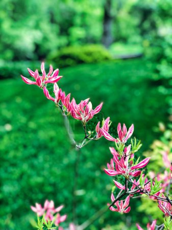 Téléchargez les photos : Gros plan de Magnolia rose fleurit un jour d'été - en image libre de droit