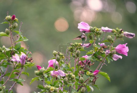 Téléchargez les photos : Gros plan d'un colibri mâle à gorge rubis en vol vers une rose de Sharon Hibiscus Flower Tree un jour d'été Colibri Perché dans une rose de Sharon Hibiscus Flower Tree un jour d'été - en image libre de droit