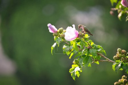 Téléchargez les photos : Gros plan de Colibri femelle à gorge rubis Perché dans la rose de Sharon Hibiscus Flower Tree un jour d'été - en image libre de droit