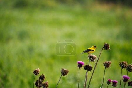 Pájaro jilguero americano comiendo las semillas de cardo mariano en la pradera en un día de verano