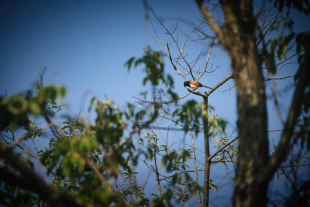 Foto de Eastern Towhee Pájaro macho en una rama de árbol en verano Sol - Imagen libre de derechos