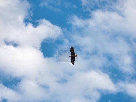 Téléchargez les photos : Le rapace pygargue à tête blanche vole en vol - en image libre de droit