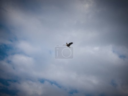 Téléchargez les photos : Le rapace pygargue à tête blanche s'envole avec les nuages et le ciel bleu - en image libre de droit