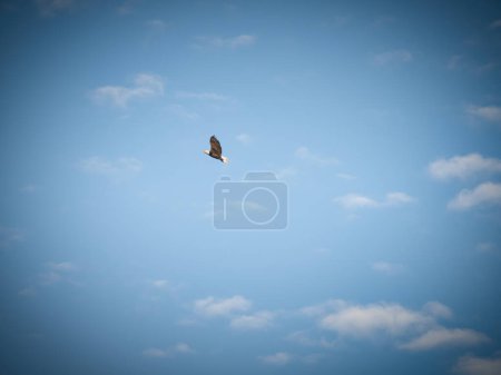 Téléchargez les photos : Le rapace pygargue à tête blanche s'envole avec les nuages et le ciel bleu - en image libre de droit