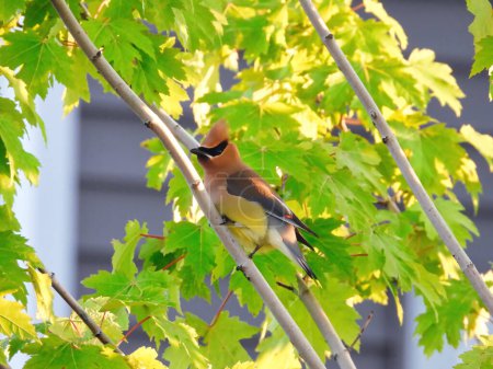 Téléchargez les photos : Oiseau épilateur de cèdre perché dans un arbre au coucher du soleil lors d'une soirée d'été - en image libre de droit