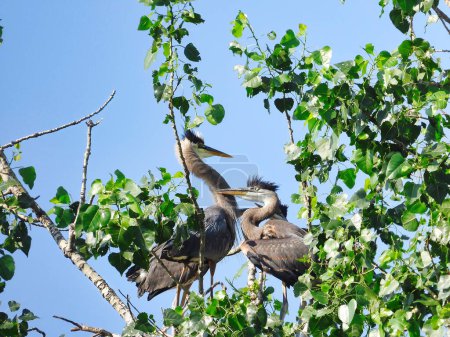 Téléchargez les photos : Blue Heron Bird nourrit des bébés affamés au soleil d'été - en image libre de droit