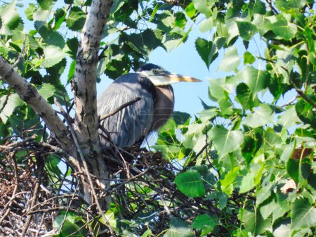 Téléchargez les photos : Héron bleu Oiseau assis à côté du nid au sommet des arbres en été Soleil - en image libre de droit