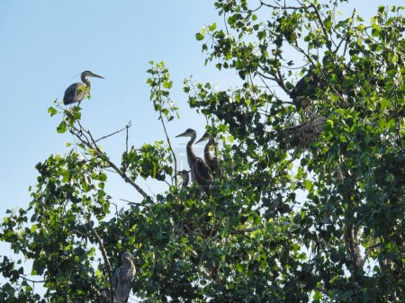 Téléchargez les photos : Blue Heron Bird Perches on Branch Looking Down at Three Babies in Nest in Rookery in Summer Sun - en image libre de droit
