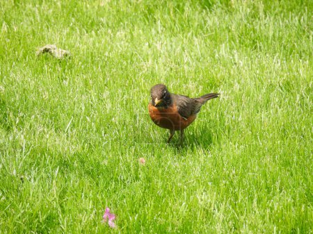Téléchargez les photos : Américain Robin des oiseaux dans l'herbe attrape un ver en été - en image libre de droit