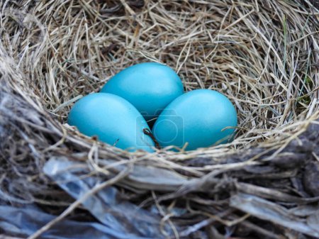 Téléchargez les photos : Trois œufs de merle bleu dans le nid au début du printemps - en image libre de droit