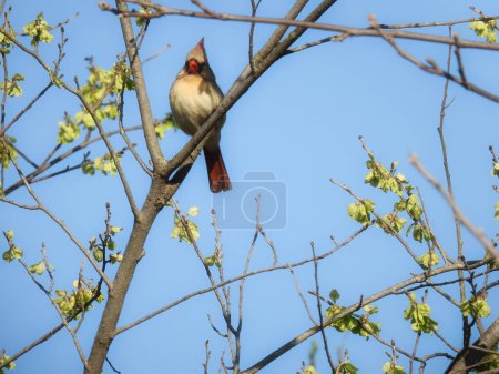 Téléchargez les photos : Cardinal du Nord Oiseau femelle perché dans un arbre au printemps - en image libre de droit