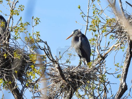 Téléchargez les photos : L'oiseau Héron bleu niche au sommet des arbres au début du printemps - en image libre de droit