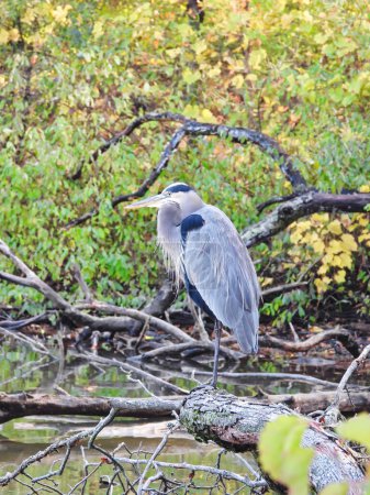 Téléchargez les photos : Héron Bleu Oiseau Perché sur un arbre au feuillage vert en arrière-plan - en image libre de droit