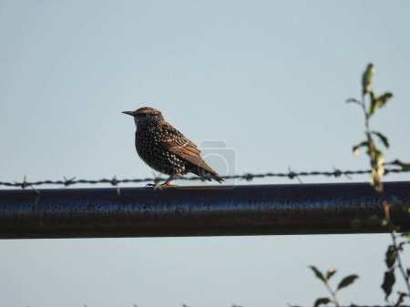 Téléchargez les photos : Oiseau étourneau européen sur une clôture métallique derrière une barbe Clôture câblée Gros plan au soleil - en image libre de droit