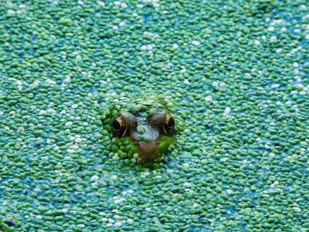 Téléchargez les photos : Tête de ouaouaron sortant d'un étang couvert d'asclépiade au soleil - en image libre de droit
