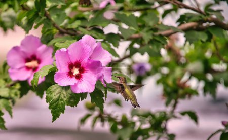 Téléchargez les photos : Un colibri à gorge rubis se dirige vers une fleur d'hibiscus un jour d'été - en image libre de droit