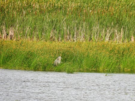 Téléchargez les photos : Héron bleu Oiseau dans l'herbe haute dans un lac un jour d'été - en image libre de droit