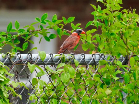 Téléchargez les photos : Mue Cardinal du Nord Oiseau après la saison de reproduction Perché sur une clôture un jour d'été - en image libre de droit