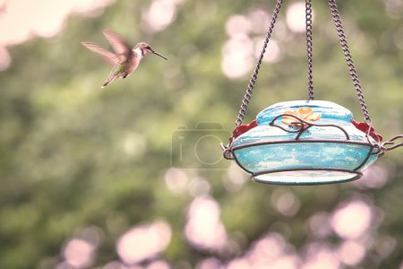 Téléchargez les photos : Un colibri gorgé de rubis reçoit du nectar d'une mangeoire un jour d'été - en image libre de droit