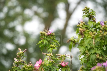 Téléchargez les photos : Un colibri gorgé de rubis reçoit du nectar d'une fleur d'hibiscus un jour d'été - en image libre de droit