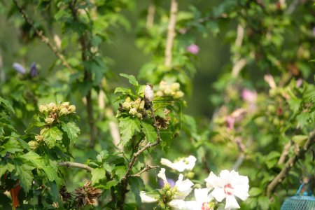 Téléchargez les photos : Colibri Perché : Un colibri à gorge rubis est perché sur une branche d'hibiscus un jour d'été - en image libre de droit