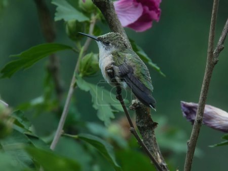 Téléchargez les photos : Colibri Perché : Un colibri à gorge rubis est perché sur une branche d'hibiscus avec du pollen dessus un jour d'été - en image libre de droit
