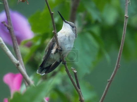 Téléchargez les photos : Colibri Perché : Un colibri à gorge rubis est perché sur une branche d'hibiscus avec du pollen dessus un jour d'été - en image libre de droit