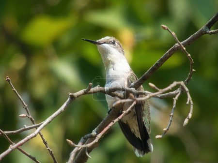 Téléchargez les photos : Colibri Perché : Un colibri à gorge rubis est perché sur une branche d'arbre avec du pollen dessus un jour d'été - en image libre de droit