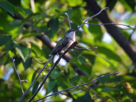 Téléchargez les photos : Colibri Perché : Un colibri à gorge rubis est perché sur une branche d'arbre avec du pollen dessus sur une branche de jour d'été un jour d'été - en image libre de droit