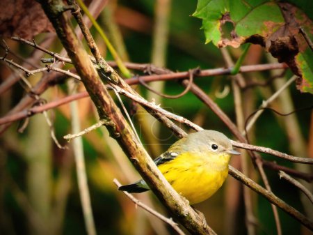 Photo for Magnolia Warbler bird perched among many branches on a summer day - Royalty Free Image