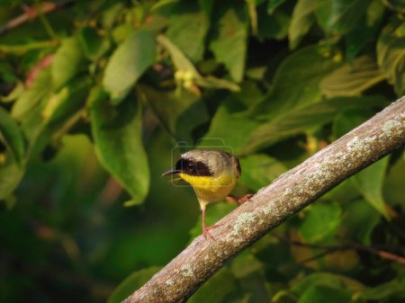 Téléchargez les photos : Oiseau à gorge jaune commun perché sur une branche nue avec un feuillage vert en arrière-plan - en image libre de droit