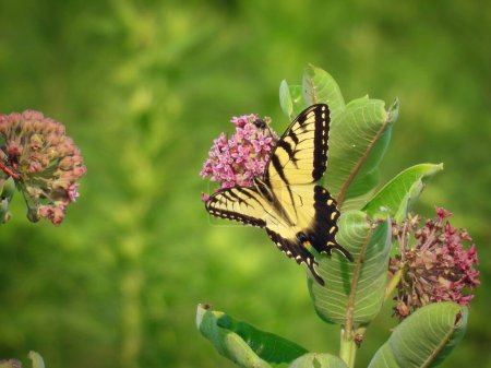 Téléchargez les photos : Papillon à queue d'hirondelle à deux queues sur l'asclépiade un jour d'été - en image libre de droit