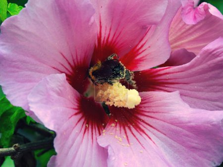 Téléchargez les photos : Abeille récoltant du nectar et couverte de pollen dans une fleur d'hibiscus un jour d'été - en image libre de droit