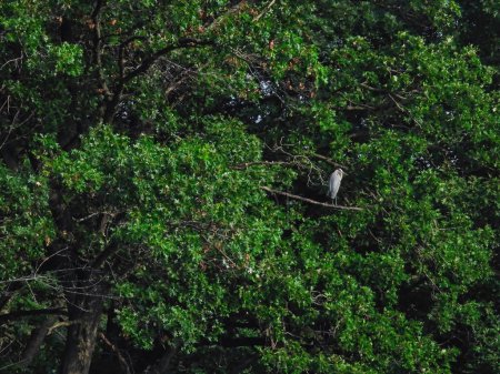 Téléchargez les photos : Grand héron oiseau perché sur une branche d'arbre nu un jour d'été - en image libre de droit