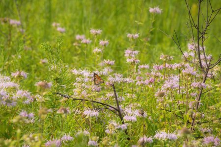 Téléchargez les photos : Le monarque se nourrit de baume d'abeille dans la prairie un jour d'été - en image libre de droit