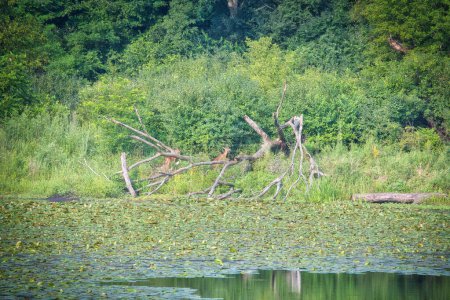 Téléchargez les photos : Deux cerfs de Virginie fauve sur les rives d'un étang couvert de nénuphars un jour d'été - en image libre de droit