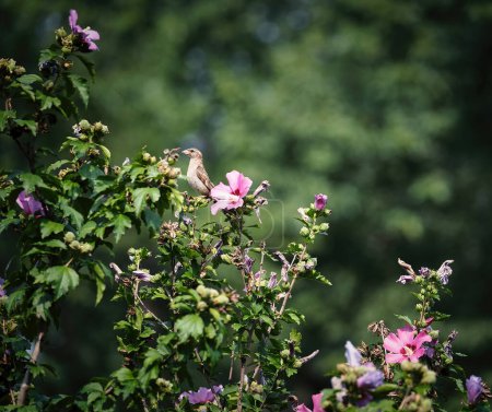 Téléchargez les photos : Moineau domestique perché dans un arbre à fleurs Rose de Sharon hibiscus un jour d'été - en image libre de droit